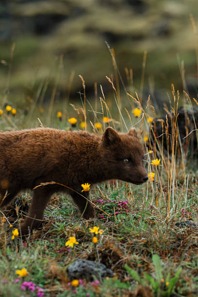 Scenic view of arctic  Fox among volcanic landscape in Iceland
