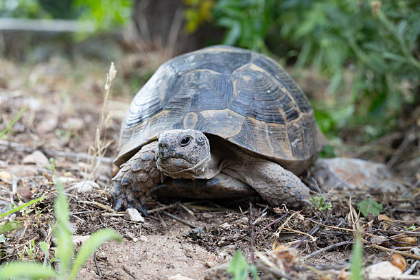 istock African spurred tortoise (Geochelone sulcata) on the ground 2226423187