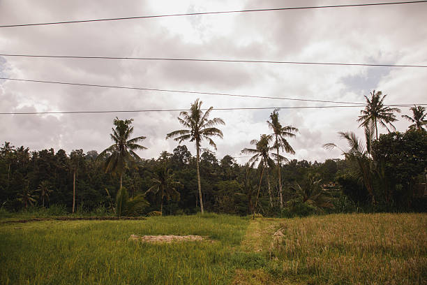 A serene rural scene depicting a lush tropical landscape featuring tall palm trees, vibrant grass fields, and a distant woodland backdrop. Blue skies with soft clouds create a tranquil and natural atmosphere. This scenery embodies the beauty of nature and its tranquil allure.