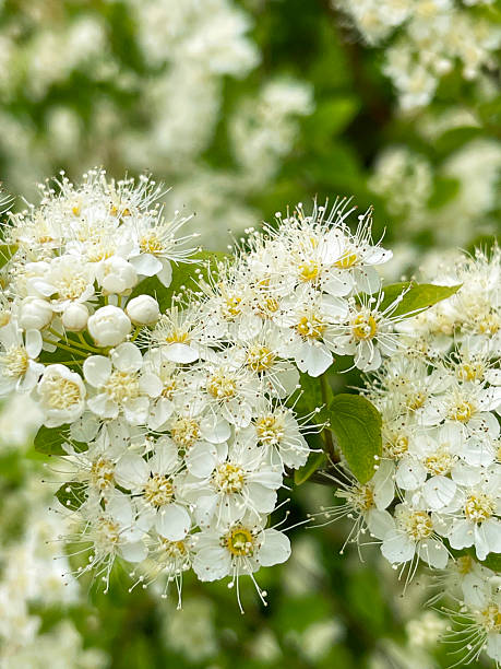 istock White spirea close up view, floral background 2226424692