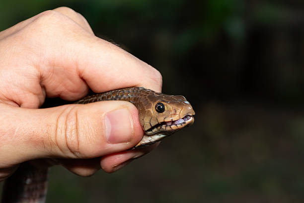 istock Safely necking a Mozambique Spitting Cobra (Naja mossambica) 2226424993