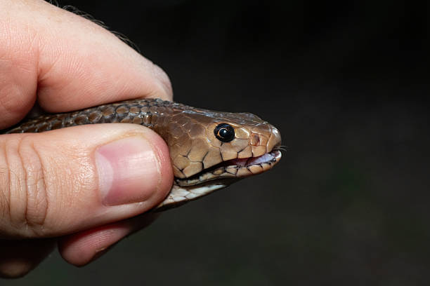 istock Safely necking a Mozambique Spitting Cobra (Naja mossambica) 2226424998