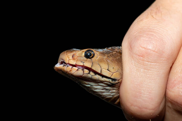 istock Safely necking a Mozambique Spitting Cobra (Naja mossambica) 2226425019