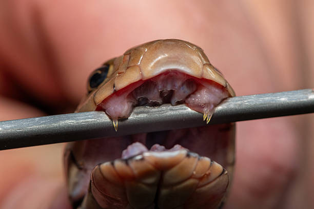 A King Cobra with open mouth adjusts its jaw after shedding its skin. A few flakes of shed skin still cling to the snake’s body.