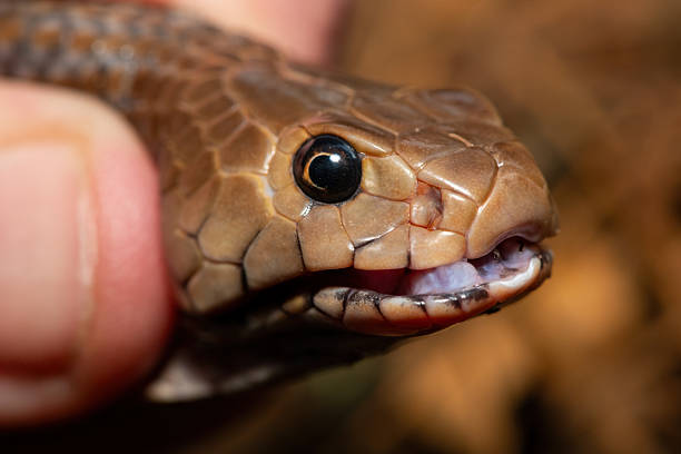 istock Safely necking a Mozambique Spitting Cobra (Naja mossambica) 2226425168