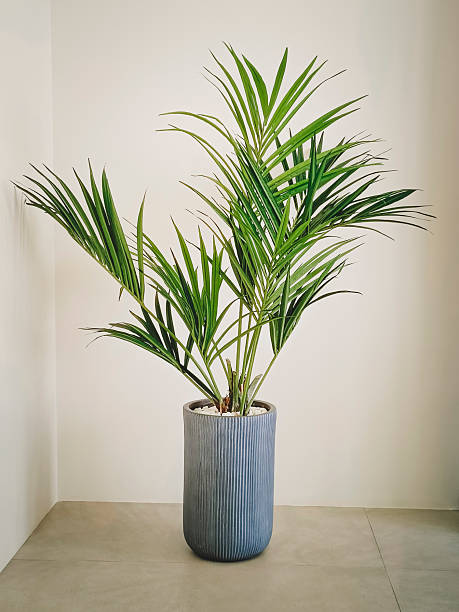 istock Green decorative plant palm howea grows in a pot on the floor. Neutral background. Interior decoration. 2226425293