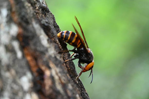 istock Asian giant hornet queen bee 2226425413
