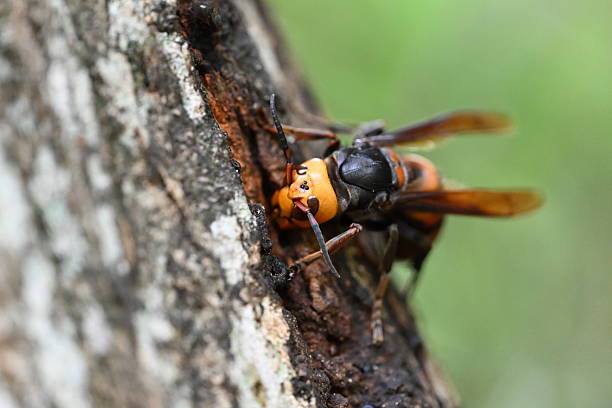istock Asian giant hornet queen bee 2226425415