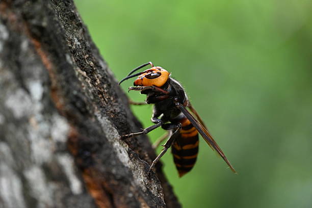 Asian giant hornet queen bee