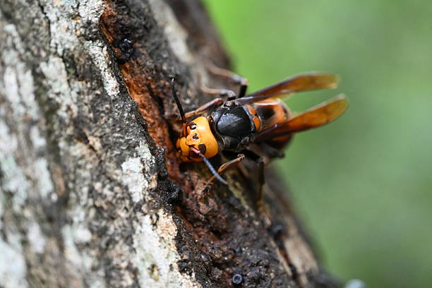 istock Asian giant hornet queen bee 2226425418