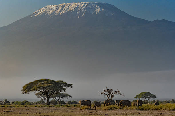 istock An elephant herd crossing the Amboseli National Park 2226426518
