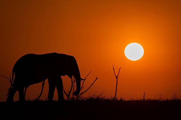 Prior to sunset we were lucky enough to see an elephant walking on a hill. From our boat on Lake Kariba we moved slowly in order to be able to catch the elephant and the sun in the background with a stunning red sky