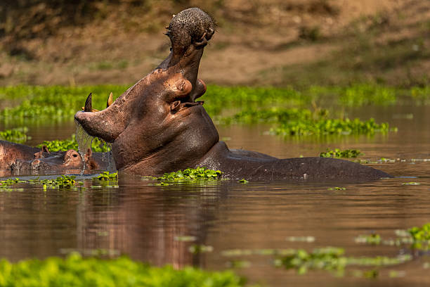 istock Hippo yawning in Long Pool, Mana Pools National Park, Zimbabwe 2226427169
