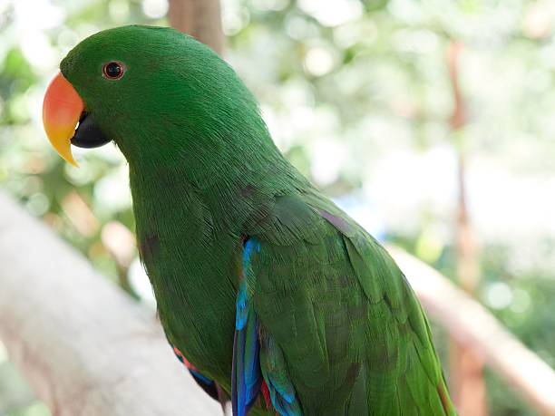 istock Vibrant green parrot close-up 2226427410