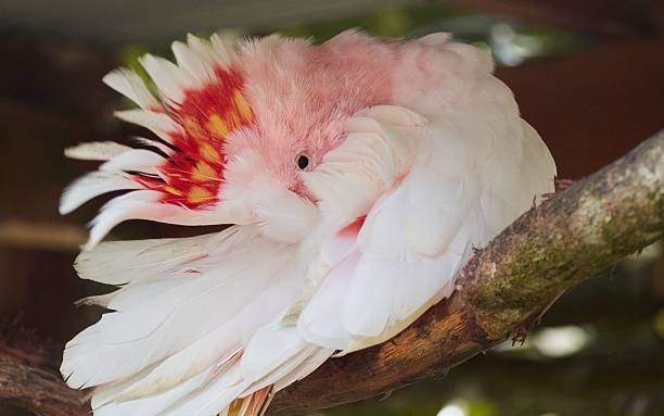 istock A colorful cockatoo resting on a tree branch 2226427411