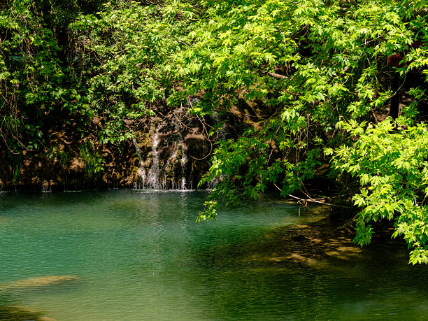beautiful river in the forest
