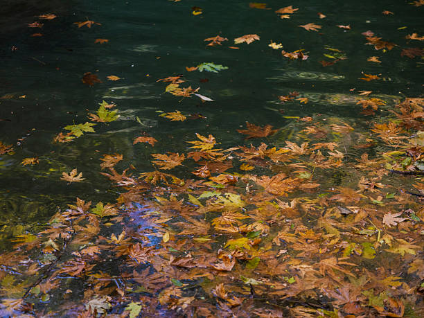 Beautiful leaves on the lake in autumn