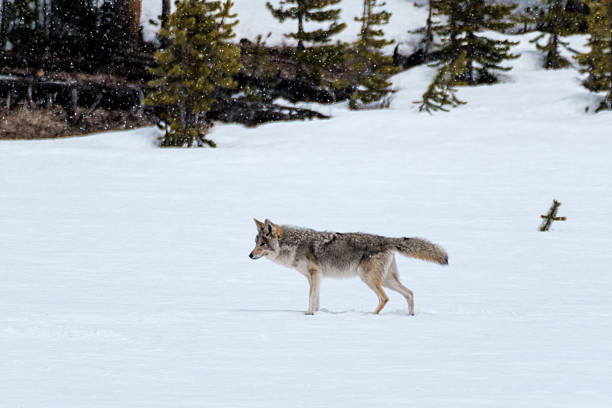 istock Wolf in Yellowstone National Park 2226432783