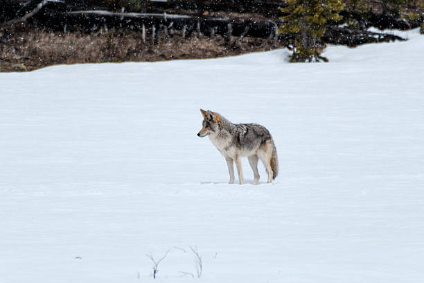 istock Wolf in Yellowstone National Park 2226432785