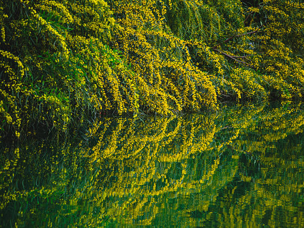 summer trees and their reflections by the lake
