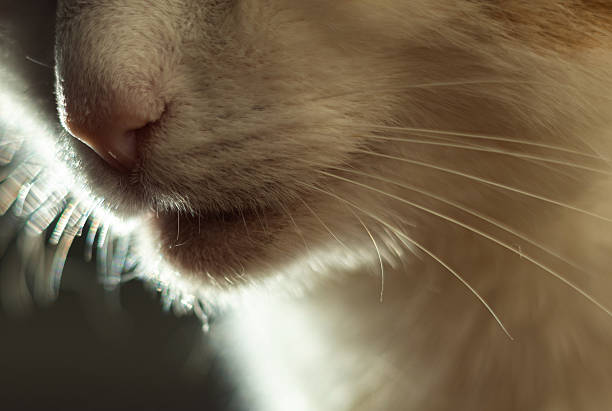 Close up of a cat's nose