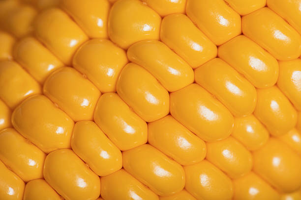 Ripe corn grains close-up.New harvest.Selective focus.