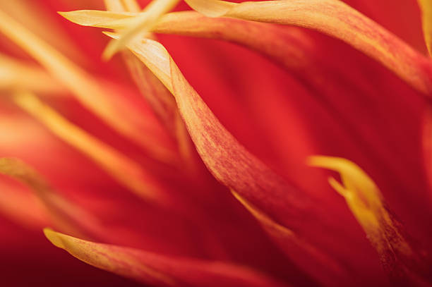 istock Red yellow dahlia petals.Autumn floral background.
Selective focus. 2226437534