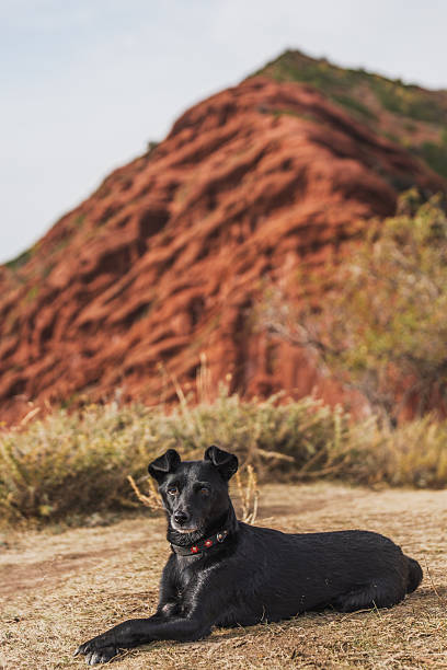 A black dog, possibly a terrier mix, rests peacefully on dry, light brown grass against the backdrop of a striking red rock formation.  The scene evokes a sense of calm in a dramatic landscape.