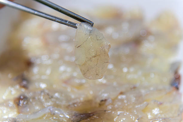 istock close-up of the puffer fish sashimi slice 2226438759