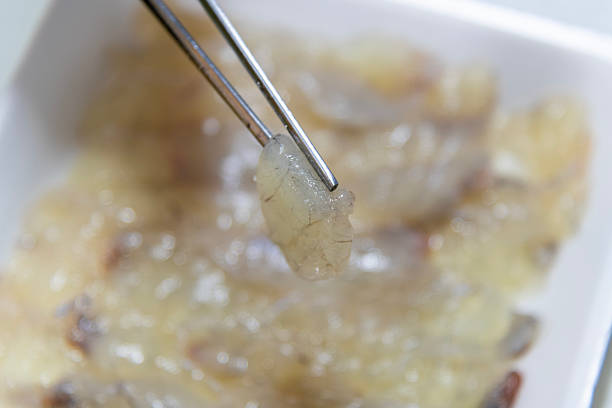 istock close-up of the puffer fish sashimi slice 2226438766