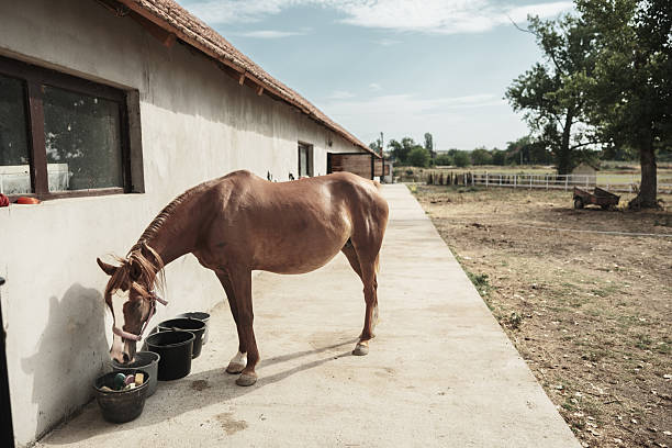 Horse waiting at the Ranch. Exterior of horse ranch in Southern Serbia, Western Balkan.