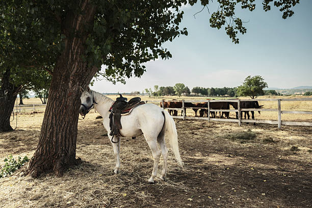 Horse waiting at the Ranch. Exterior of horse ranch in Southern Serbia, Western Balkan.