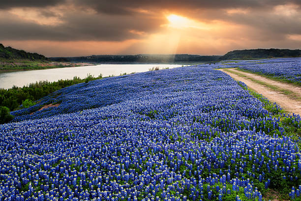 A radiant sunset breaks through storm clouds above a vibrant field of blooming Texas bluebonnets along a lakeside trail. Captured in the Texas Hill Country during peak wildflower season, this image highlights the natural beauty and iconic charm of the Lone Star State's landscape.