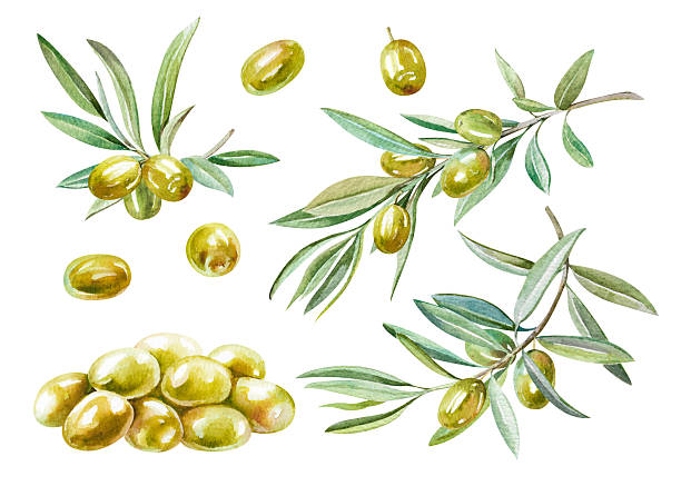 istock Olive branches, green leaves and freshly picked fruits isolated watercolor elements. Hand drawn illustration set for food design, menu design, restaurants 2226441961