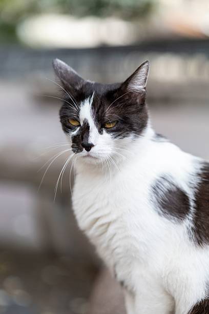 istock Black and White Cat Close-Up 2226442577