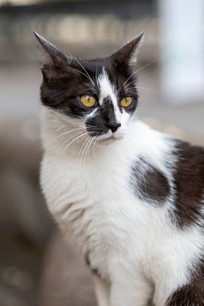 istock Black and White Cat with Yellow Eyes 2226442585