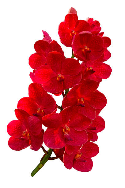 istock Ascocenda orchid plant 2226442869