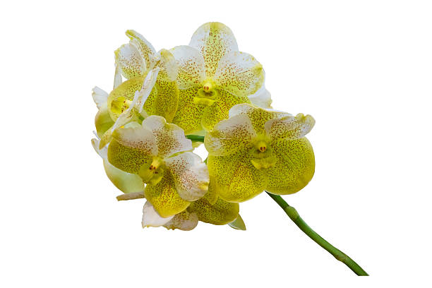 istock Ascocenda orchid plant 2226445137