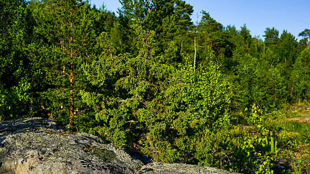 istock Green Forest Landscape with Rocky Outcrop 2226455028