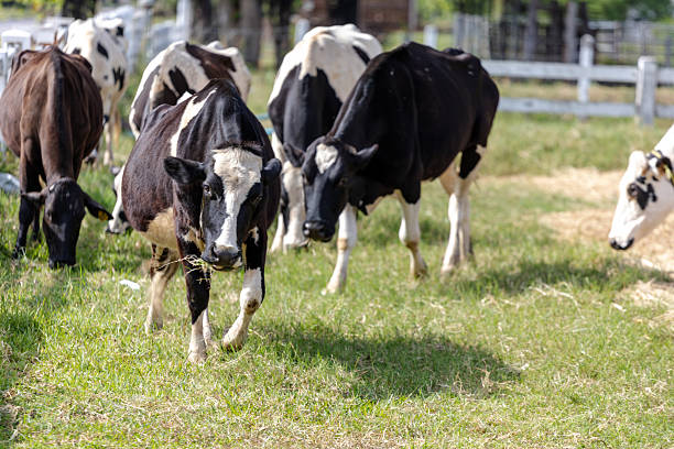istock dairy cows feeding on hay inside a barn or cattle shed. The cows are seen through with  . The  highlights the daily life on a farm and the feeding process for livestock. 2226457649