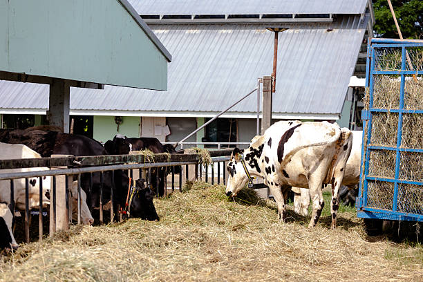 Milking cows eating stock feed while standing in stalls of cowshed.