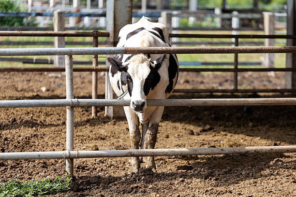 dairy cows feeding on hay inside a barn or cattle shed. The cows are seen through with  . The  highlights the daily life on a farm and the feeding process for livestock.