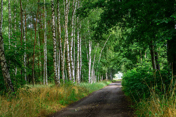Forest path surrounded by tall birch trees and dense greenery. Summer landscape in a wild, natural woodland, perfect for walks and relaxation.