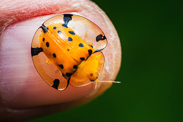 A boy takes a close look at a Western Conifer Seed Bug.