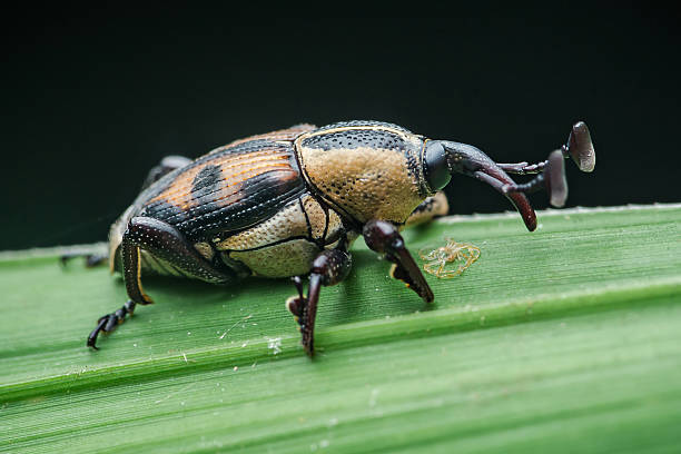 istock Weevil walking on a green leaf in macro photography 2226458484