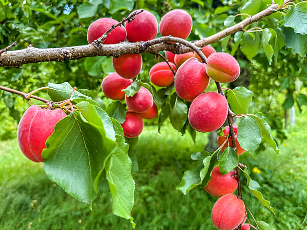 istock Branch of ripe appricots (Prunus Armeniaca). 2226458767