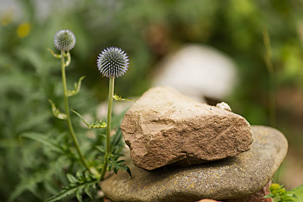 Wildflowers in alpine environment