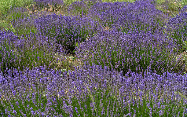 istock Lavender field in France 2226461041