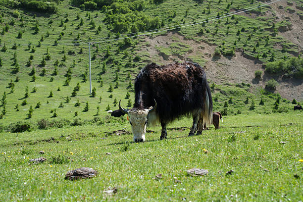 Hairy cow on the grass