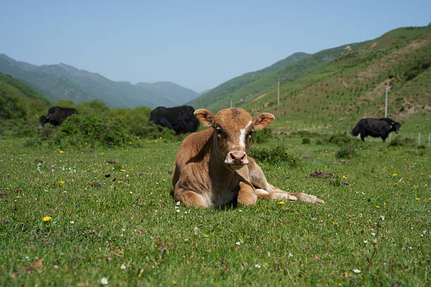Cow lying on the grass